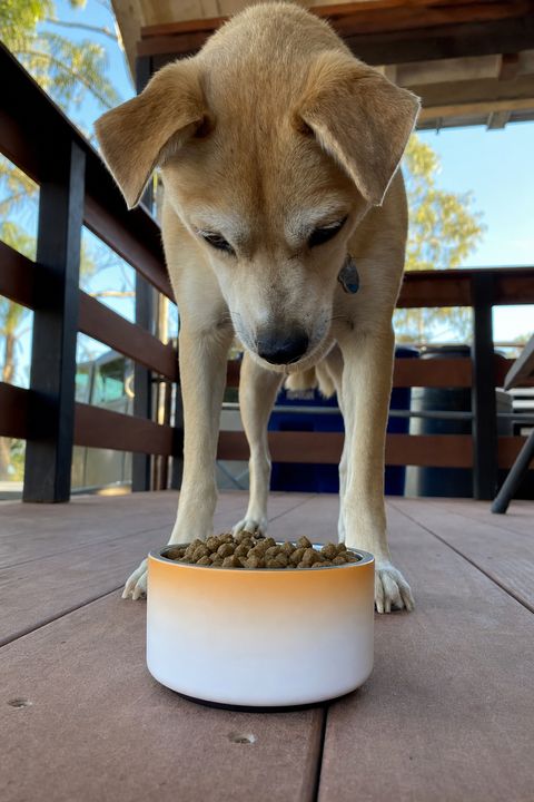 Pet Bowl